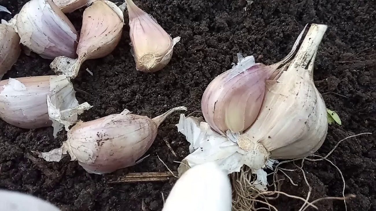 Експерти назвали 2 добрива, якими не можна підживлювати озимий часник