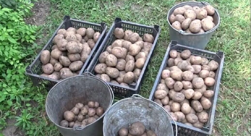 Восени 2025 закладаю картоплю на зберігання тільки так – бульби не темніють всю зиму 