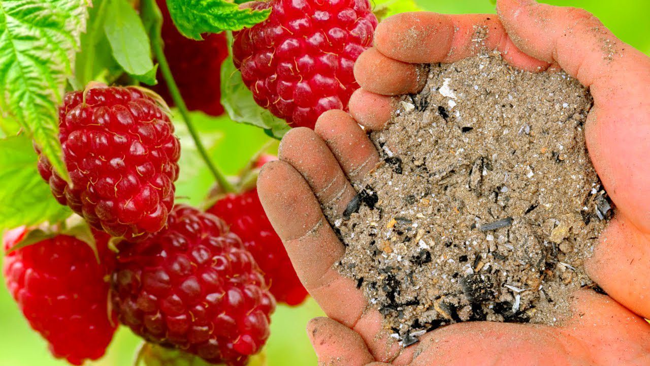 Найкраще добриво для малини восени