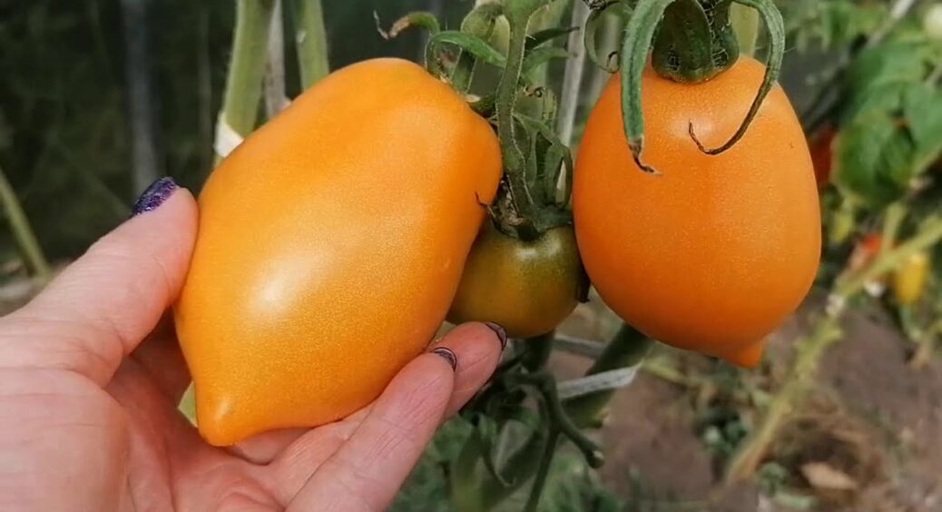 Обрала цей неймовірний сорт томатів, а вони плодоносять навіть взимку: шпарять по 20 кілограмів 