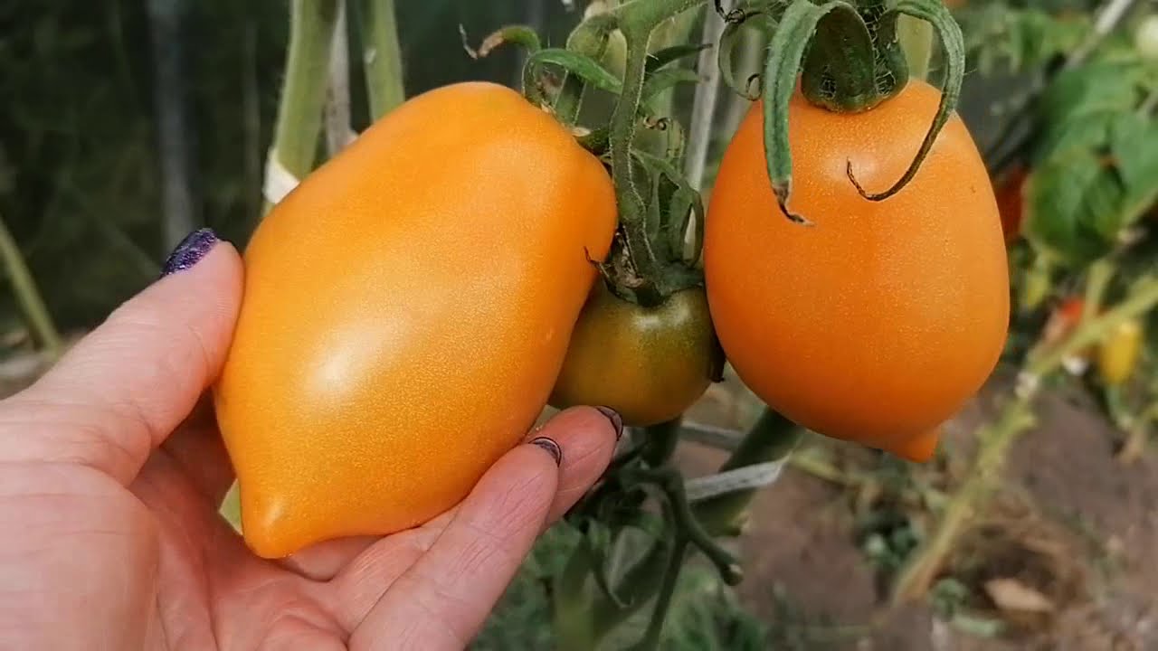 Агроном розповів, який сорт помідорів обрати