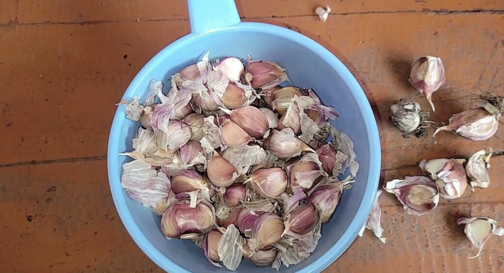 “Гермідор” вже не в тренді: 2 сорти озимого часнику, які стануть головними цієї осені 