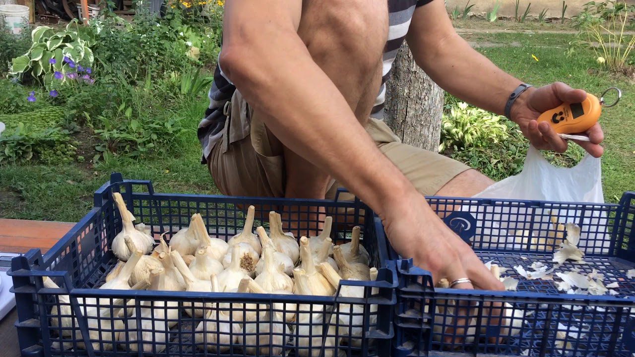 Які сорти озимого часнику будуть в тренді у 2025 