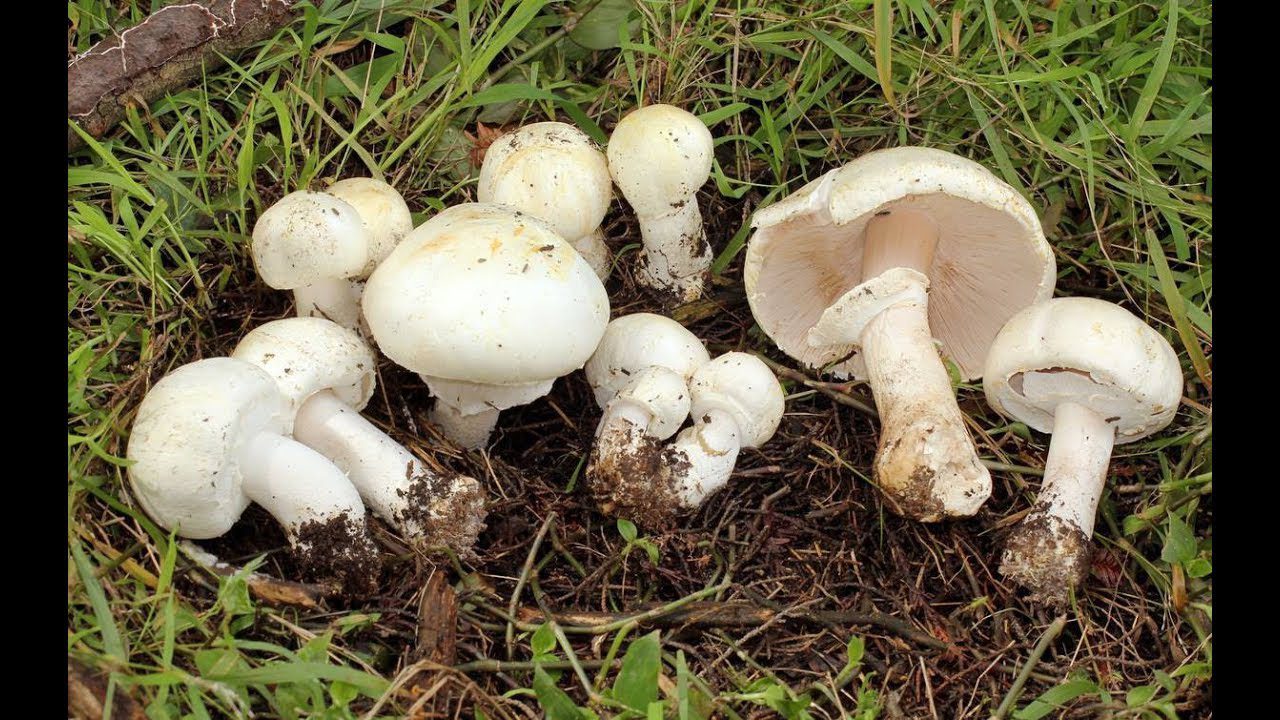 Як виростити печериці на домашньому городі