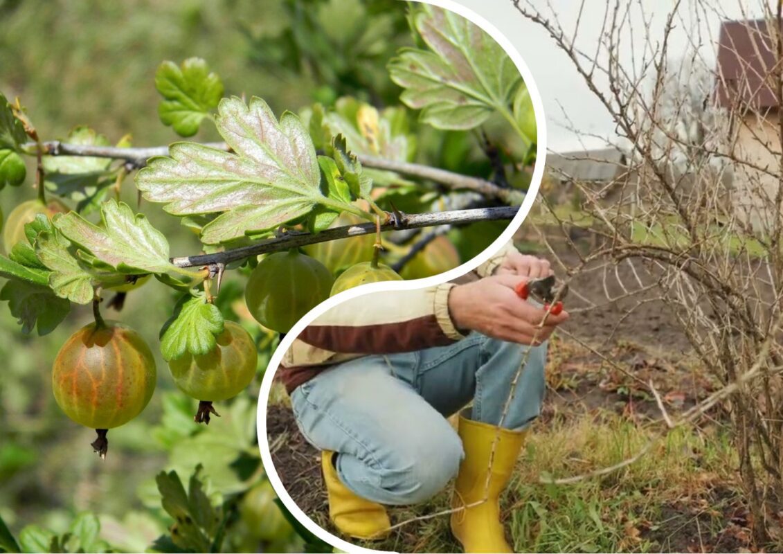Правила обрізки аґрусу восени