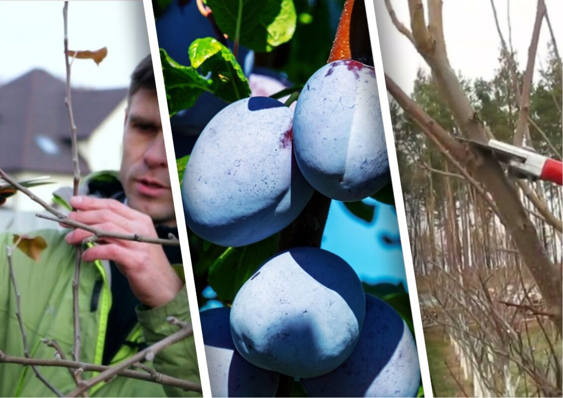 Обрізка плодових дерев у жовтні