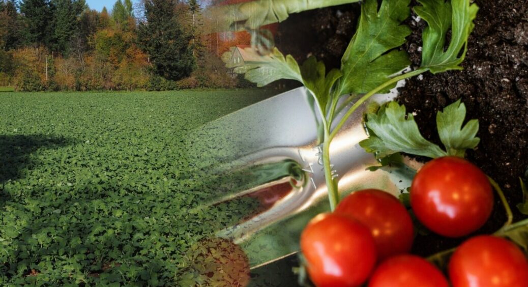 Після збору томатів одразу підсипаю це на грядку: 1 прийом, і помідори родять як в Херсоні 