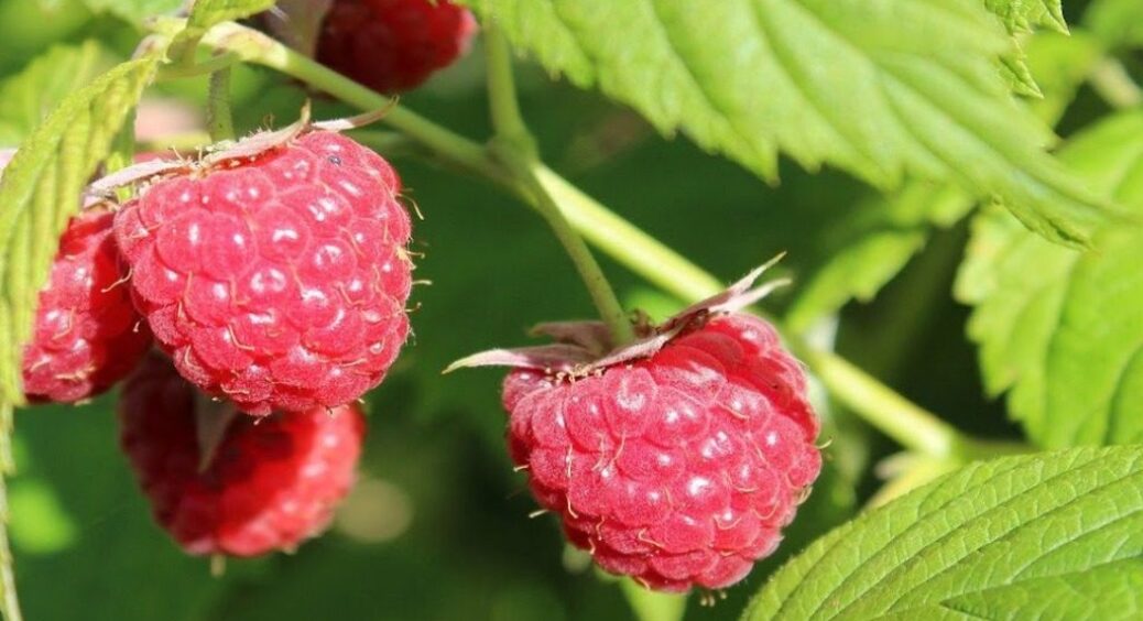 До 1 грудня обов’язково зробіть це з малиною — наступного літа врожай подвоїться 