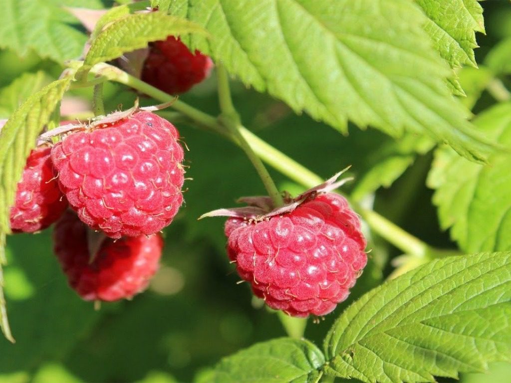 Експерт розповів, що можна зробити з малиною зараз для подвоєння врожаю