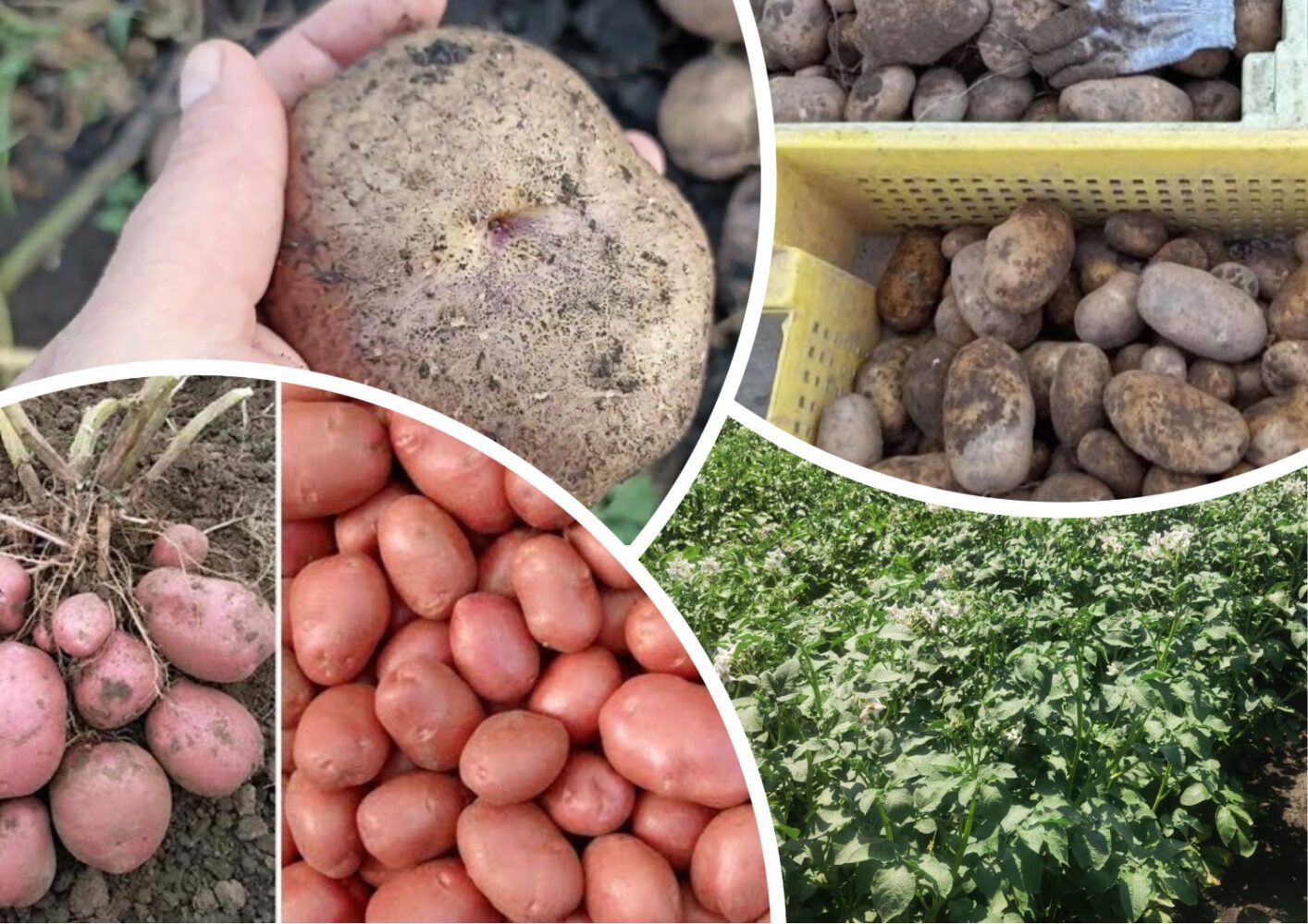 Найврожайніші сорти картоплі вагою по 200 грамів