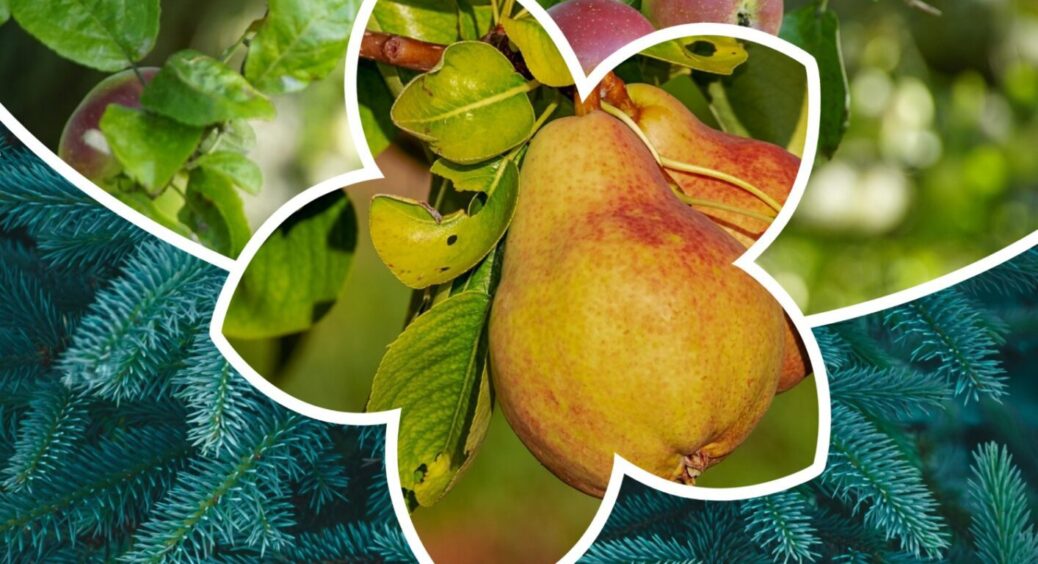 Поки земля не замерзла: ці 4 рослини приживаються найкраще восени – висаджую у жовтні 