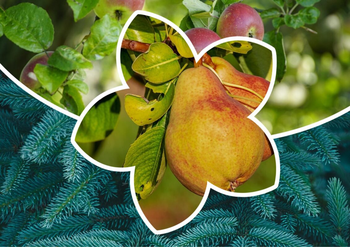 Які культури краще приживаються після осінньої посадки