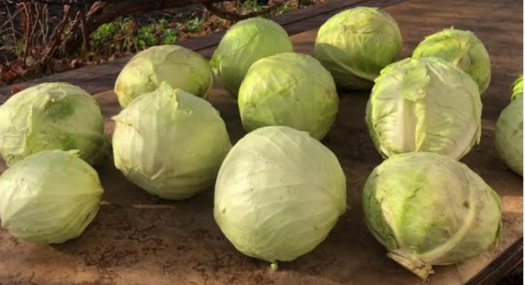Де зберігати капусту, якщо немає погреба: в цих місцях вона залишиться свіжою 365 днів і більше 