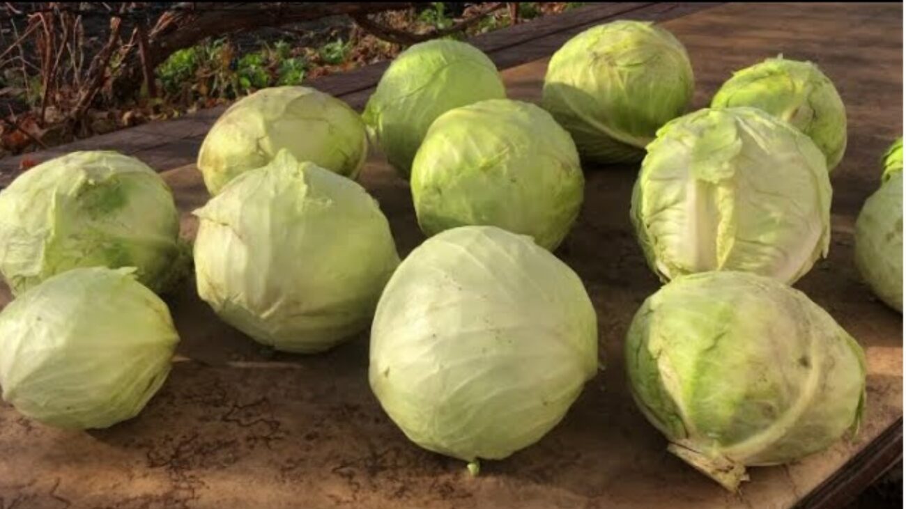 Як зберігати капусту довго, якщо немає погреба