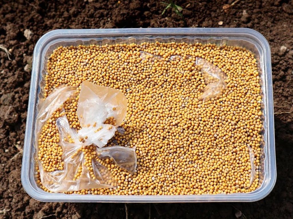 Як та навіщо сіяти гірчицю на грядки  восени