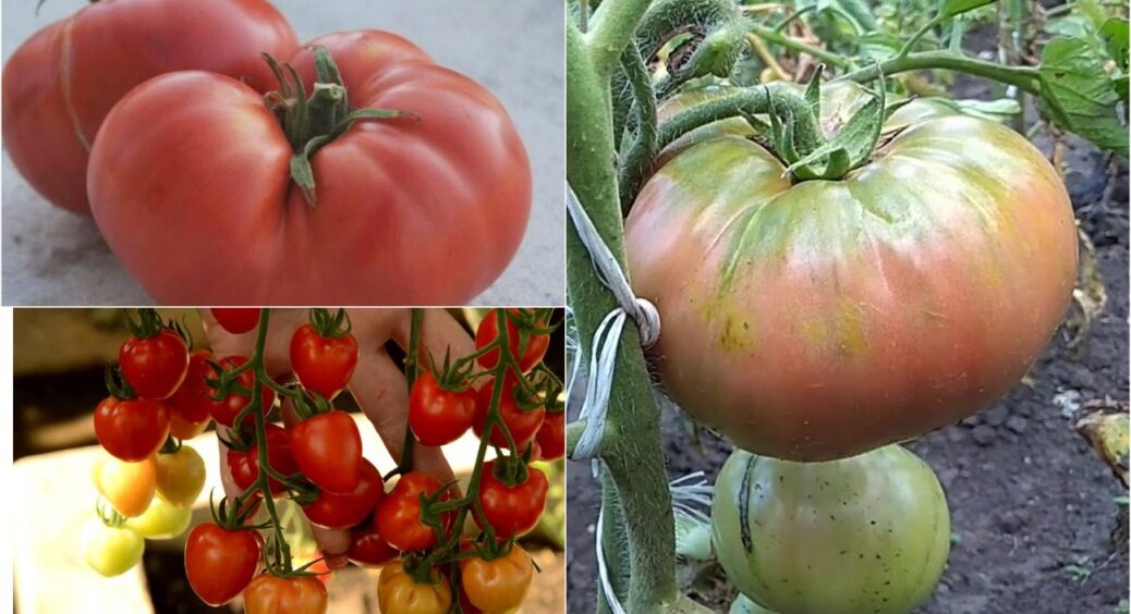 Ці 3 сорти помідорів не візьму навіть безкоштовно: гнув на грядках спину, а урожаю крихти 