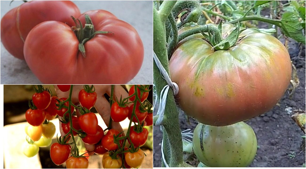 Агрономи назвали 3 сорти томатів, які не варто вирощувати