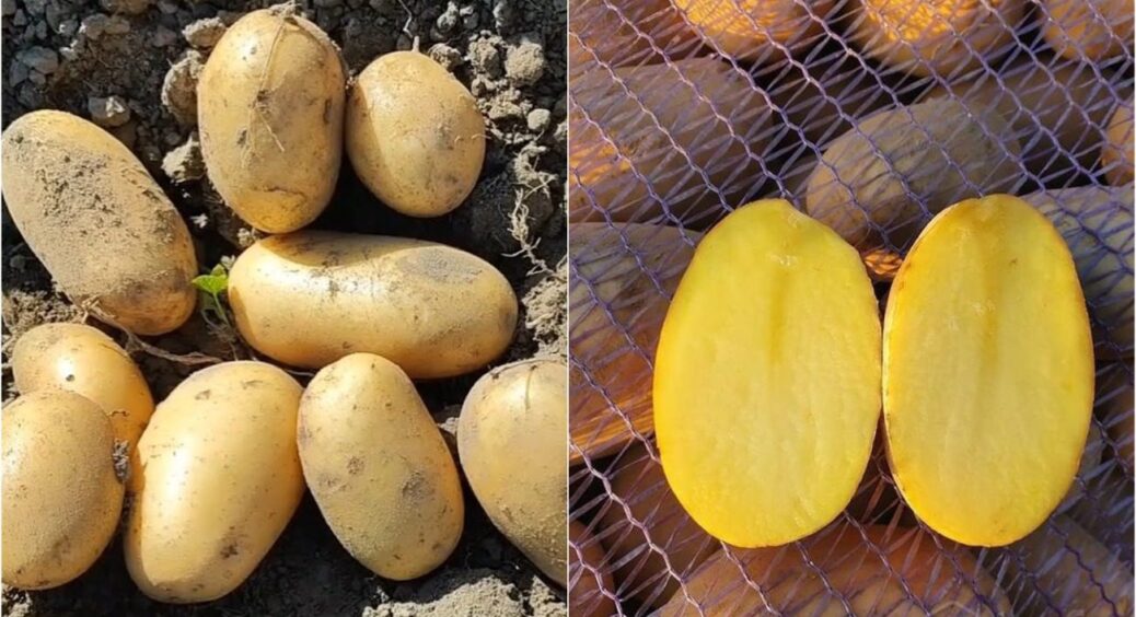 Не “Ред Скарлет” і не “Беллароса”: у 2025-му фермери обрали інший сорт картоплі №1 