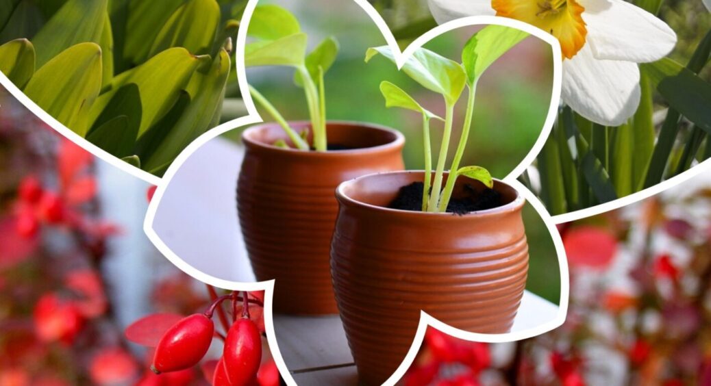 Посівний календар на листопад 2025: що сіяти в останній місяць осені, щоб врожай радував 