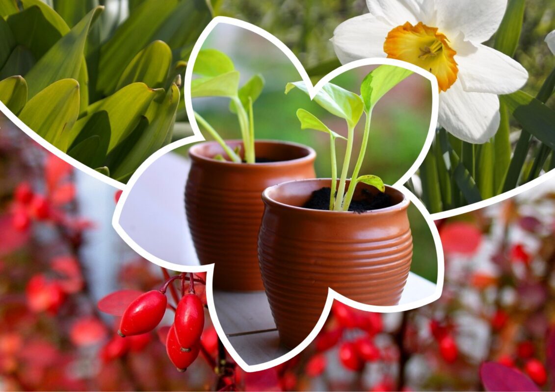 Які рослини та коли можна посіяти в листопаді