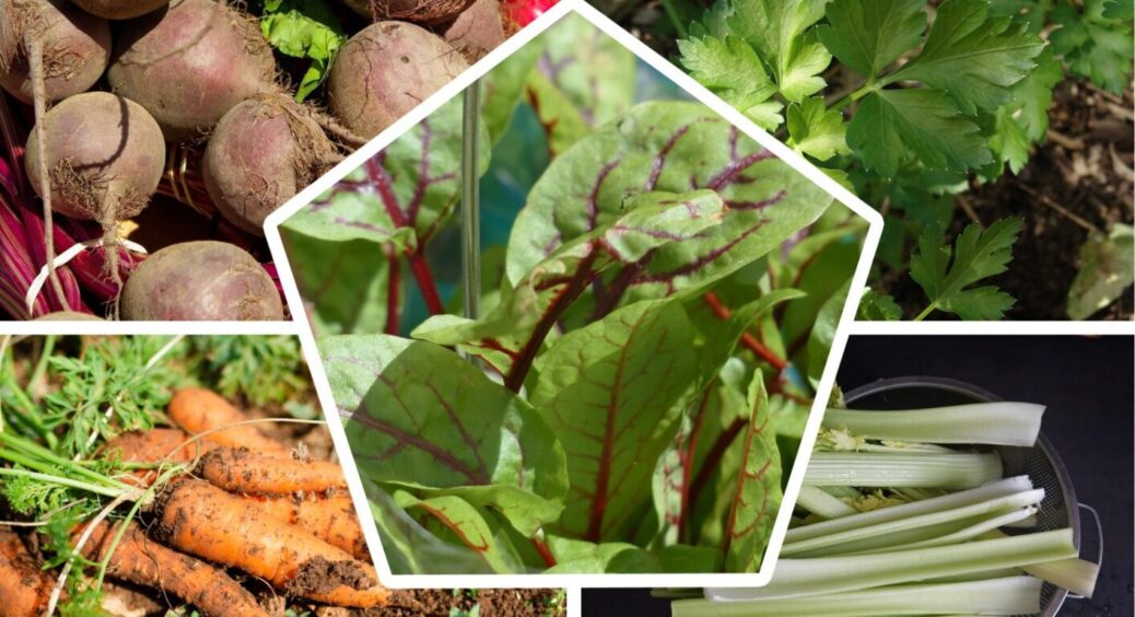 Не тільки часник і цибуля: ось ці 11 культур можна сіяти на городі під зиму – врожай буде раннім 