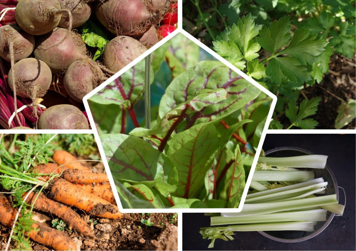 Які культури можна висівати під зиму