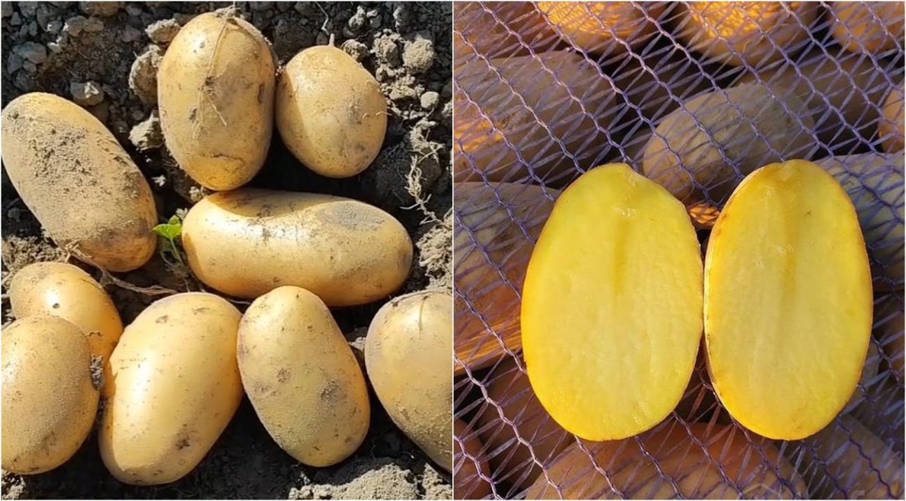 Експерти назвали сорт картоплі, який визнали найкращим в Україні