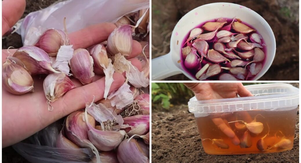 Без цього вже 10 років озимий часник не саджу! Щоб урожай порадував, зробіть перед посадкою 