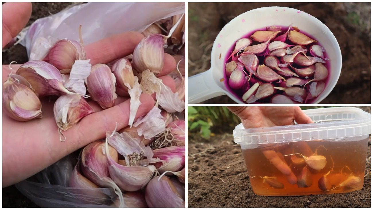 Садівники розповіли, які 3 сорти часнику з року в рік сіють на Київщині