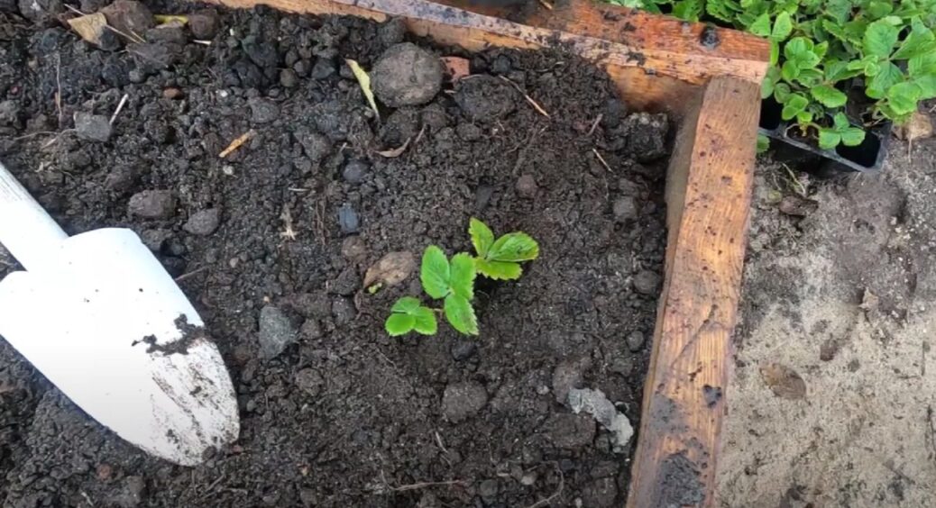 Всі тонкощі жовтневої посадки полуниці – як це зробити правильно, без помилок. Простий спосіб! 