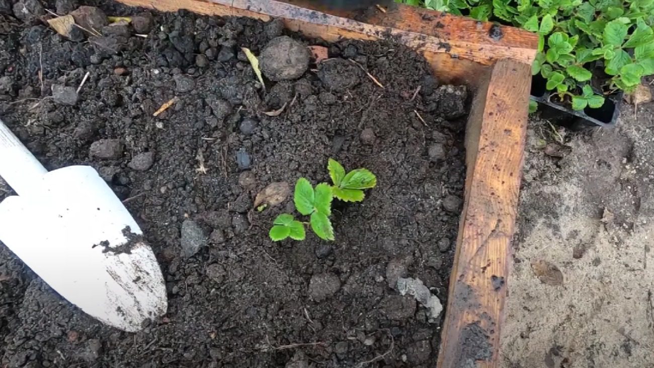 Садівники розкрили всі секрети осінньої посадки полуниці