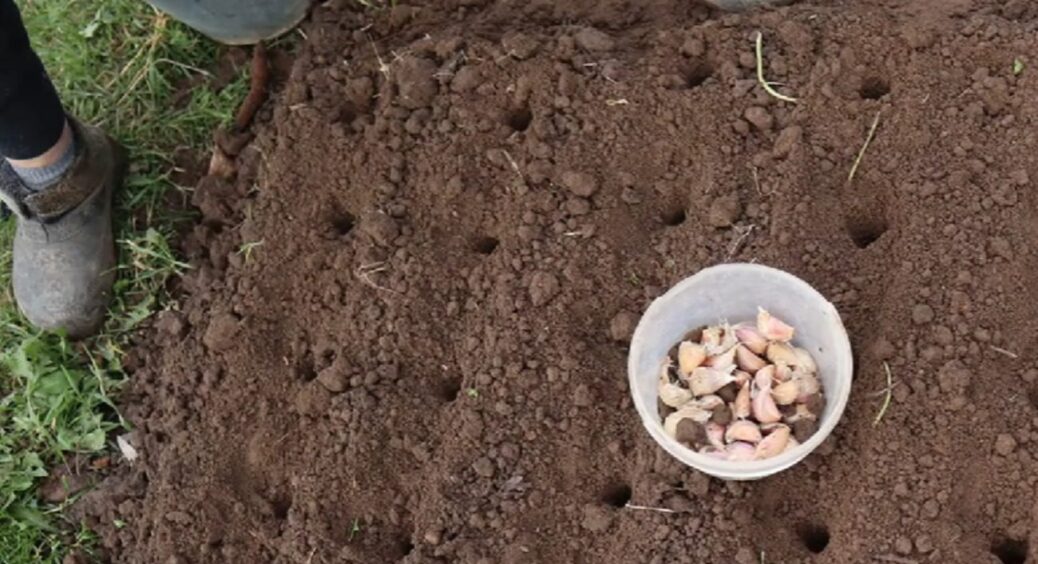 Цю помилку роблять 99% городників при посадці часнику, а потім кажуть – урожаю нема: що робити 