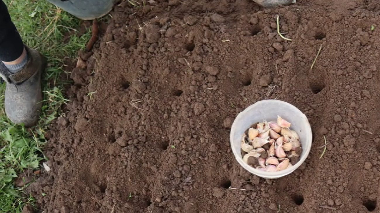Експерт назвав основну помилку при посадці озимого часнику