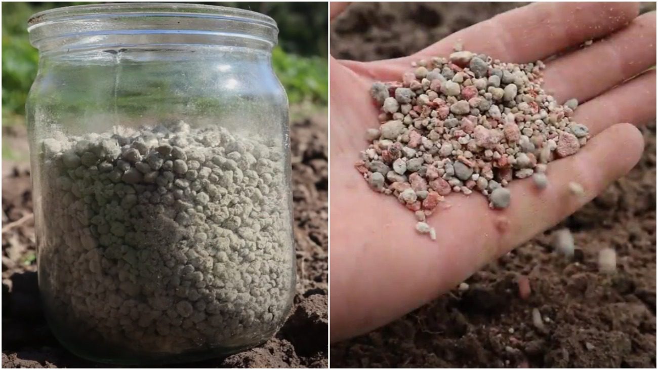 Городники розповіли, яке добриво найкраще відновить ґрунт після сезону