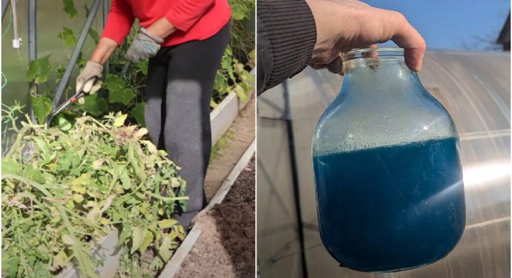 Ось що роблять на Закарпатті після того, як обірвали останні помідори: 3 важливі справи у теплиці 