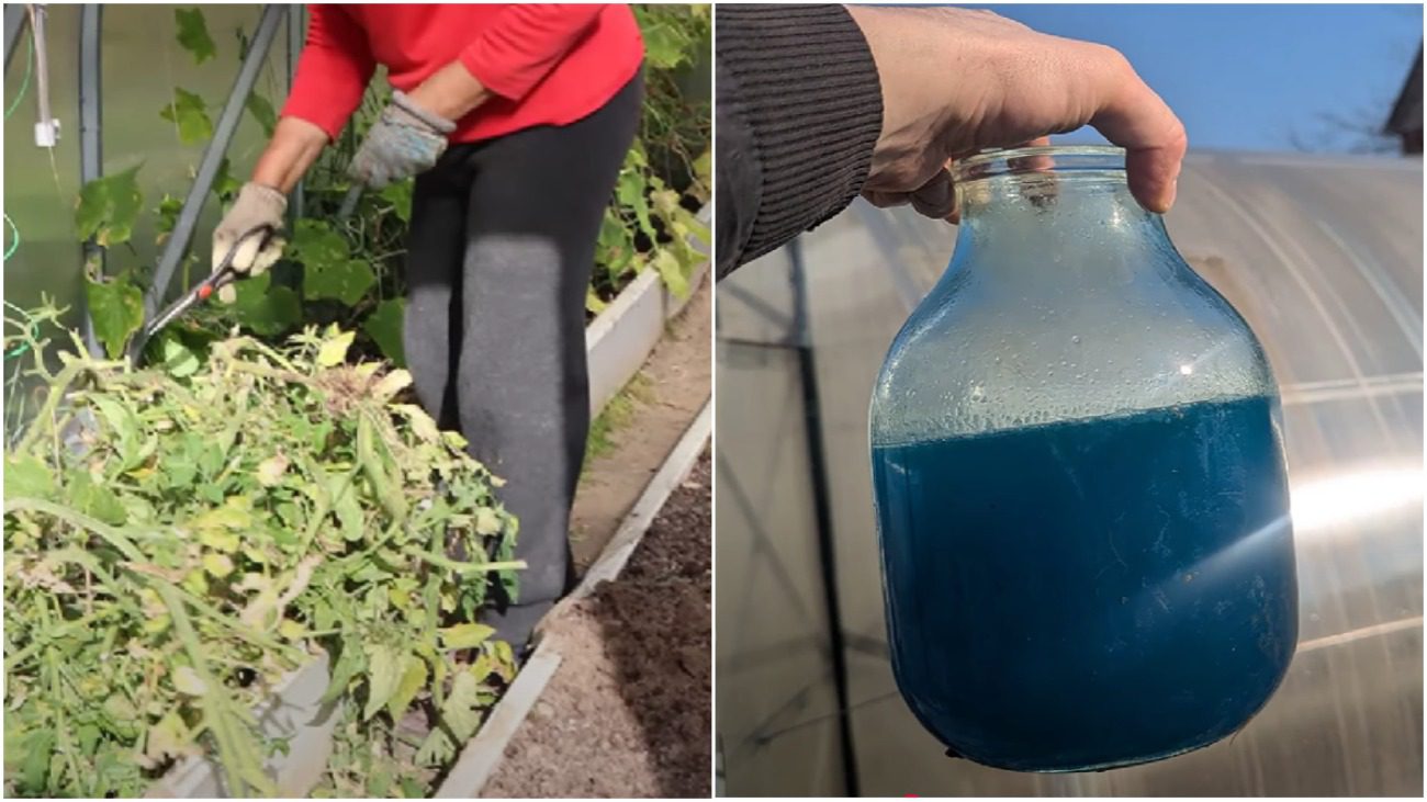 Городники розповіли, що обов'язково потрібно зробити у теплиці восени