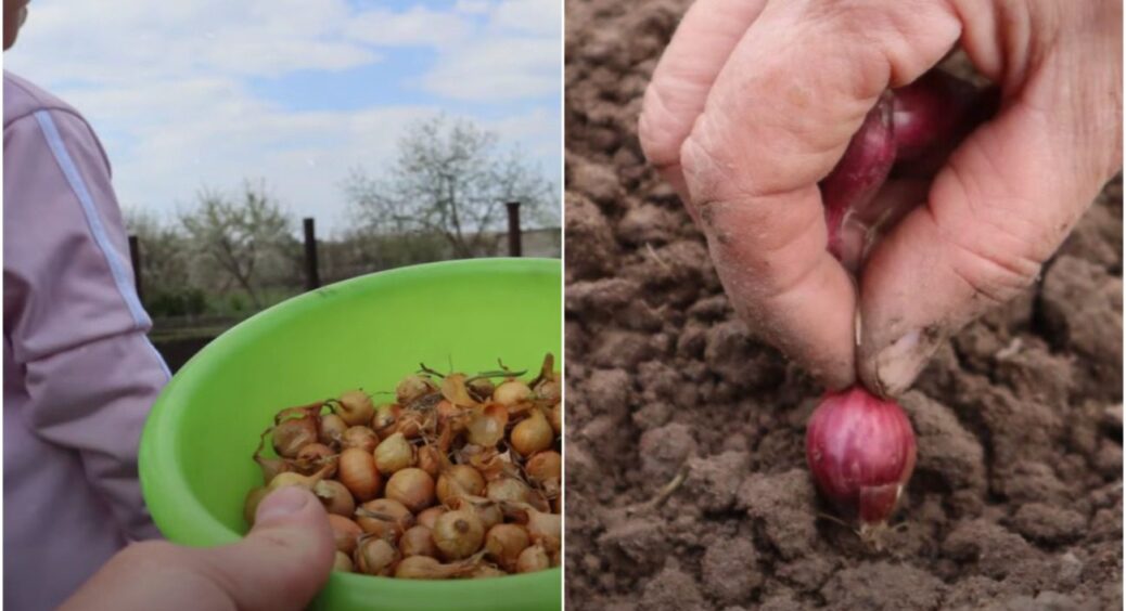 Дуже старий метод посадки сіянки восени: як всі 100 років це робили в моєму селі на Полтавщині 