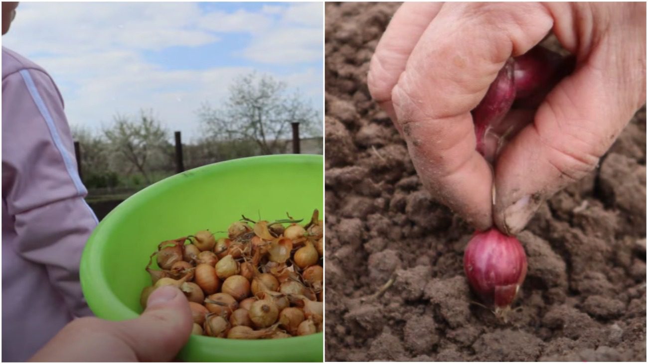 Городниця розповіла, як правильно садити сіянку восени: це дуже старий метод