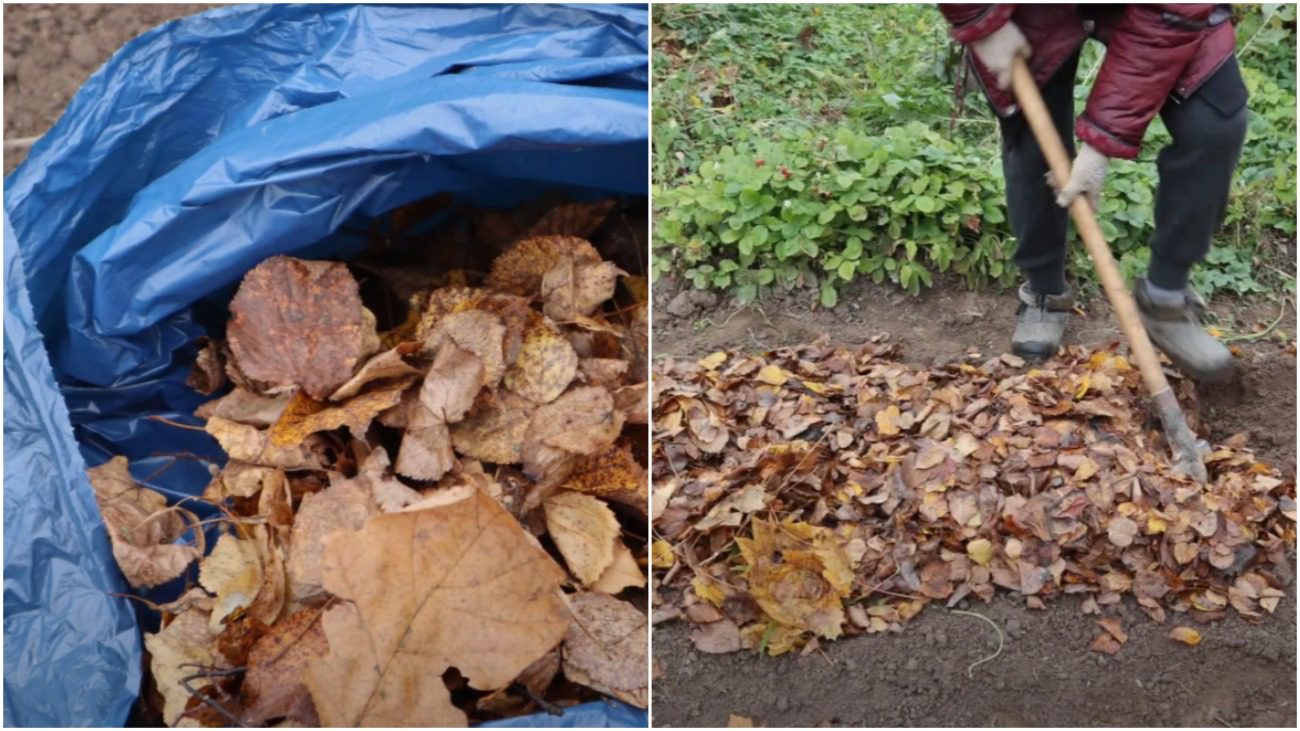 Експерти розповіли, куди використати опале листя з саду на городі