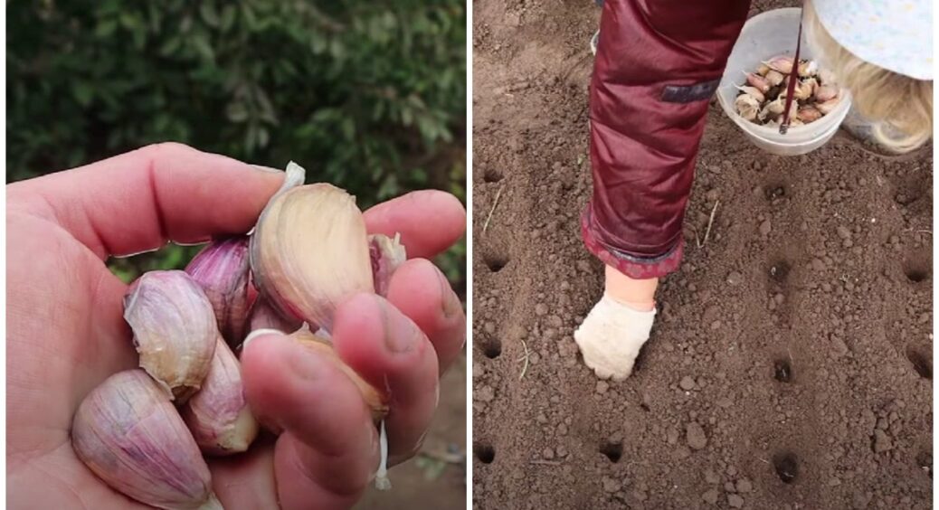 Часник без гною: розкриваю правду про посадку часника – мій секретний спосіб підготовки грядки 