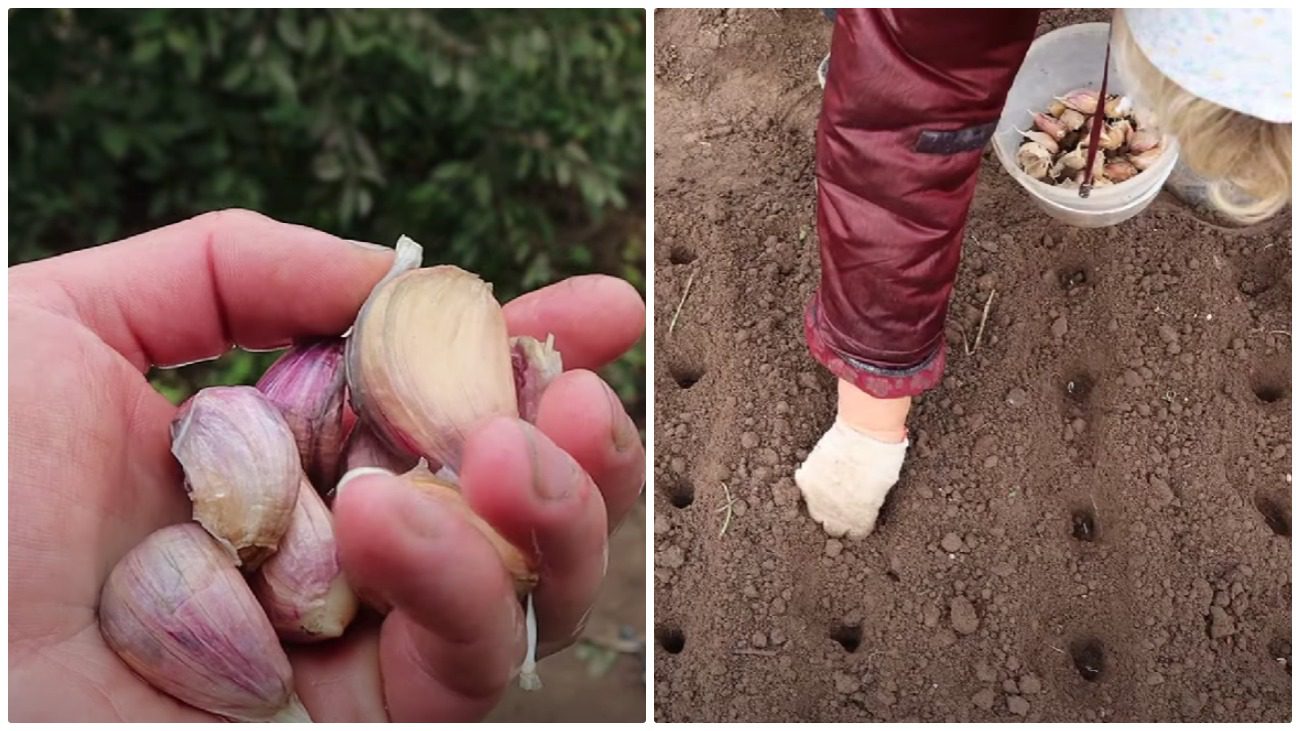 Городник дав пораду, як треба підготувати ґрунт для посадки часнику: без гною