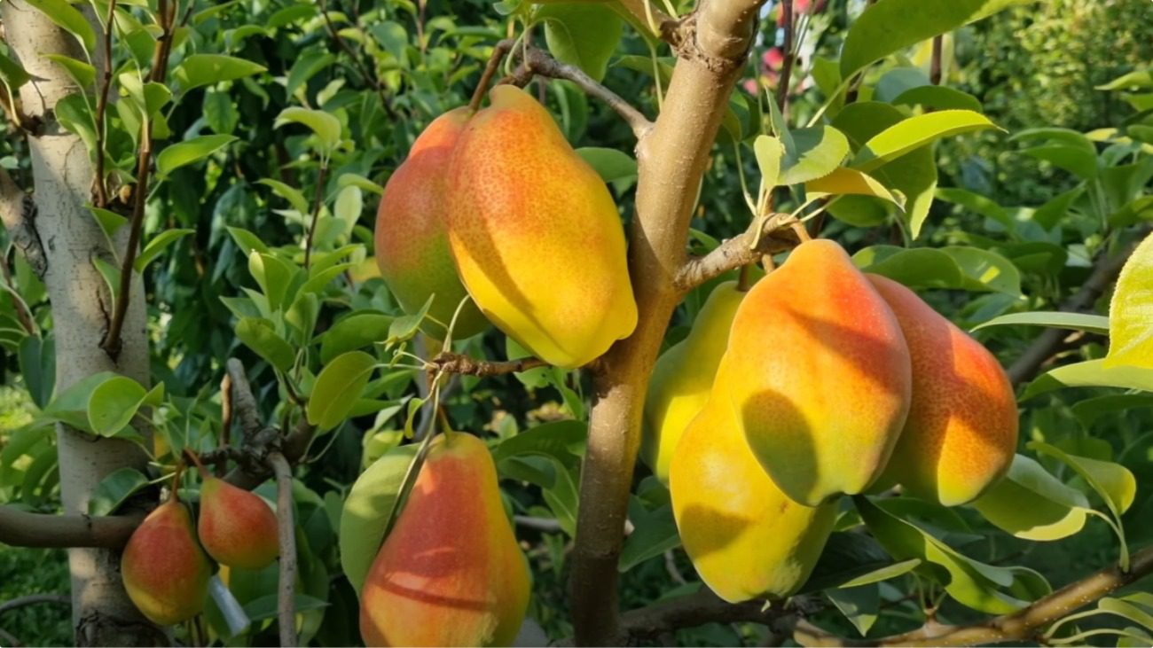 Садівник назвав найкращий і найпопулярніший сорт груші у 2025 році