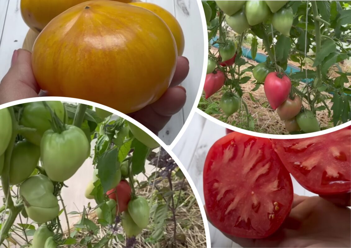 Городники назвали найкращі сорти помідорів: для салату, на сік та консервацію