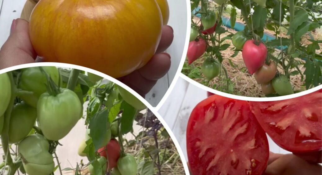 3 найкращих сорти помідорів – у салат, на сік, на маринування: ранній урожай, і супер смак 