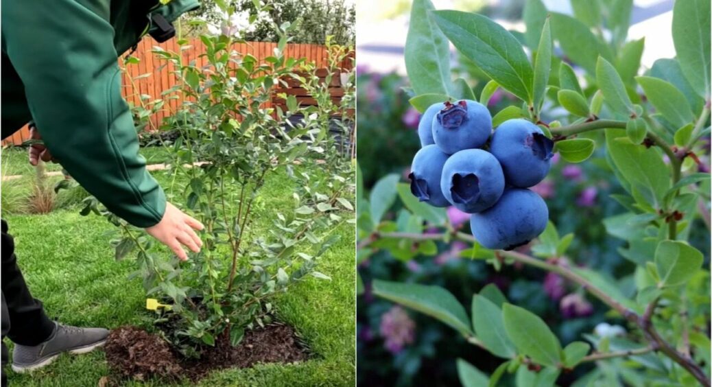 Без ЦЬОГО лохина не дасть рясних ягід! Осінній догляд за кущами – 3 секретні кроки до урожаю 