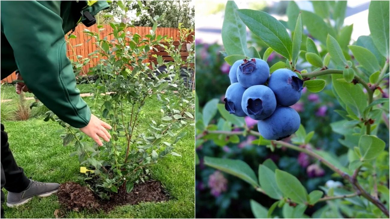 Городник розповів 3 секретні кроки до мега врожаю лохини: осінній догляд