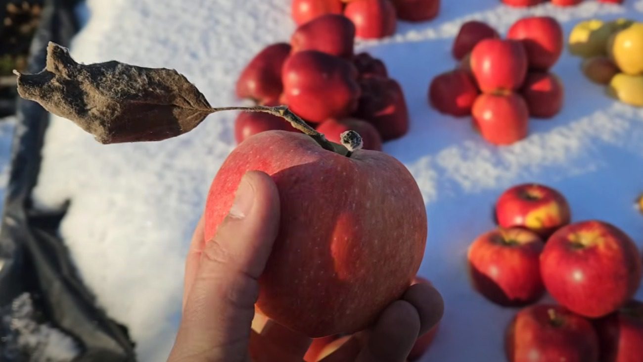 Садівники назвали найкращі сорти зимових яблук з високим рівнем зберігання