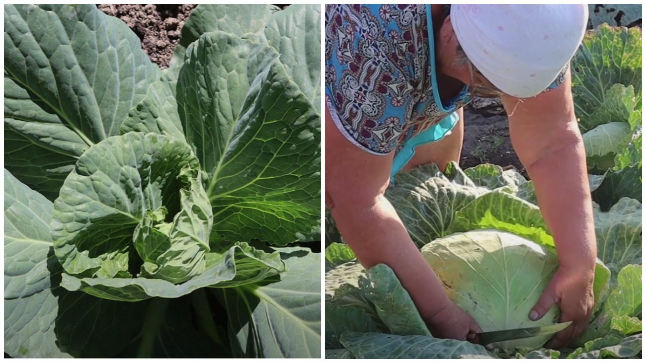 Городники назвали найкращий сорт білокачанної капусти у 2025 році