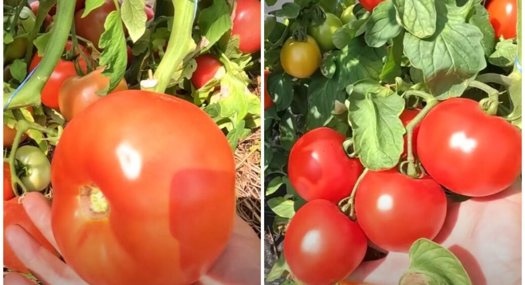 Найкращі низькорослі томати, які ви точно захочете виростити у 2026 році! Плоди червоніють на кущах 