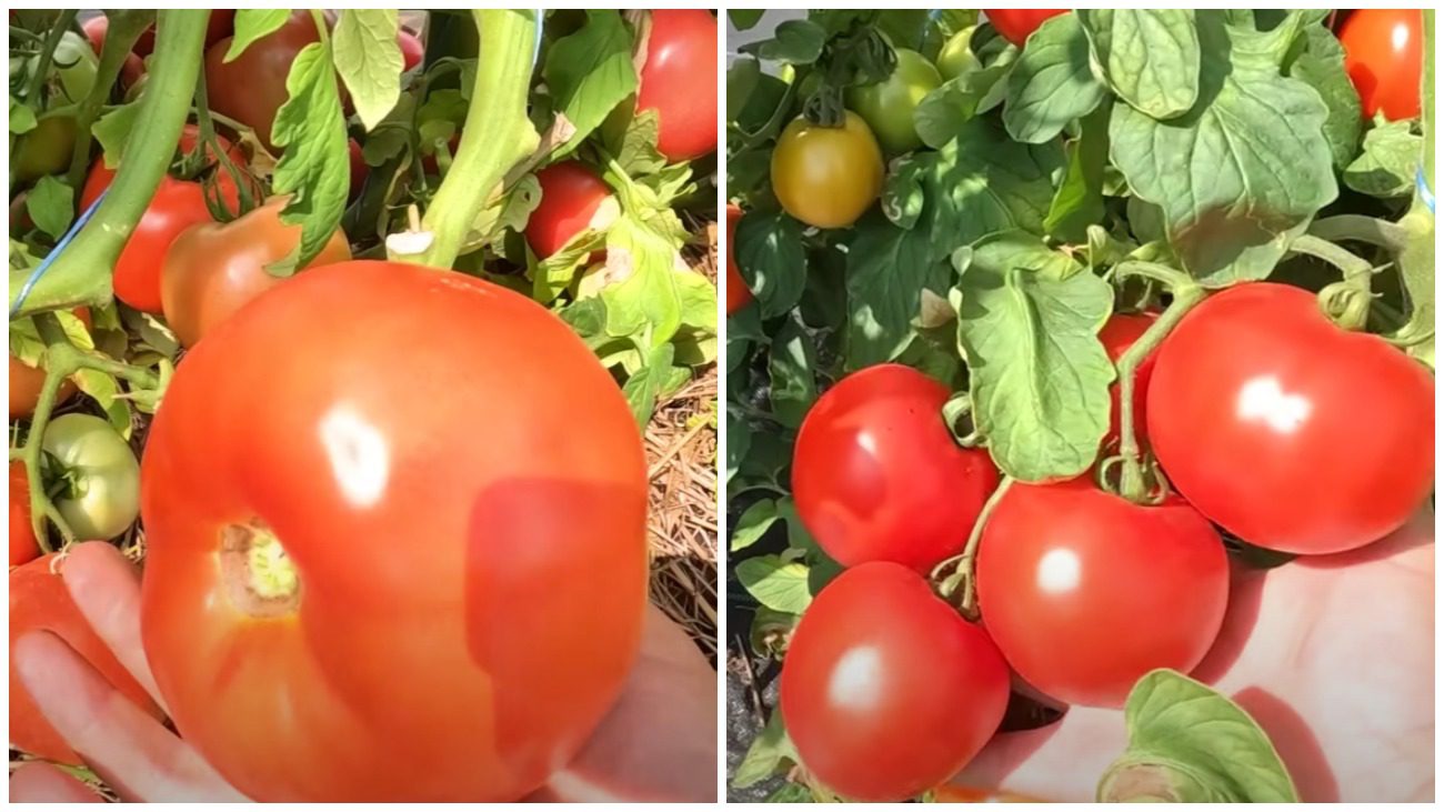Експерт розповів про найкращий сорт томатів до вирощування